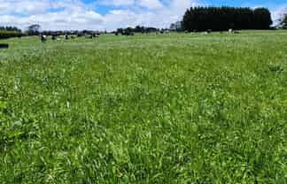 1203A Upland Road, Inglewood