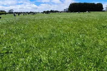 1203A Upland Road, Inglewood