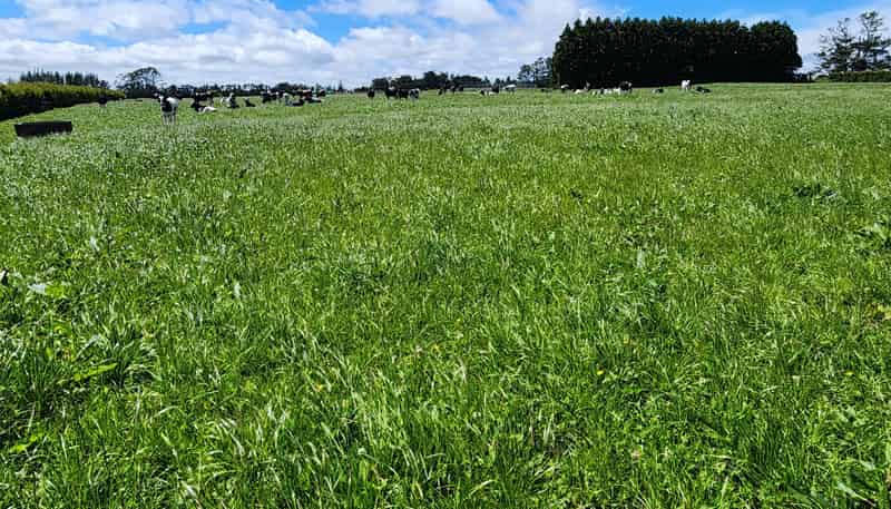 1203A Upland Road, Inglewood