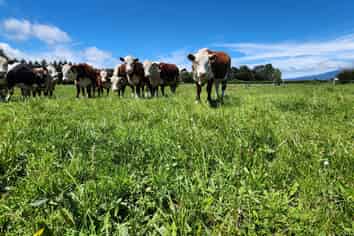 1203A Upland Road, Inglewood