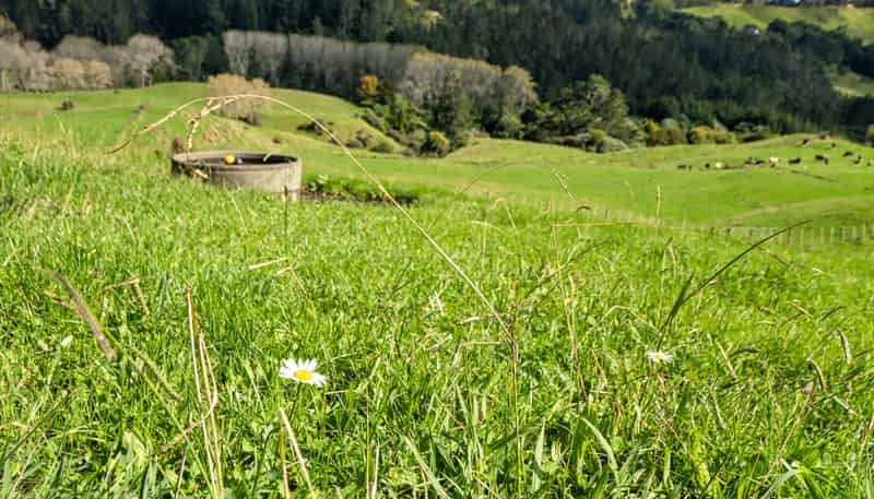 Lot 2,164C Crawford Road, Te Puna