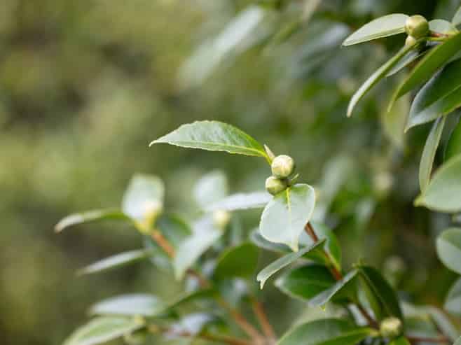 24 Larnach Street, Saint Andrews