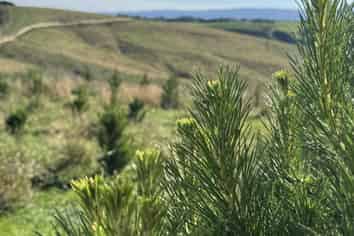 174 McCulloch Road, Awamangu