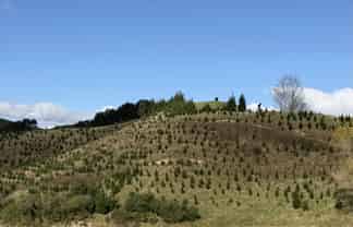 300 Ngapaeruru Road, Dannevirke