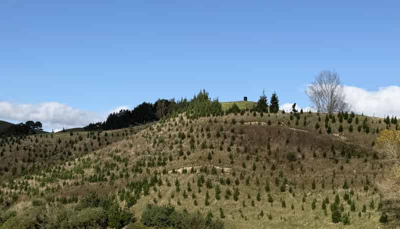 300 Ngapaeruru Road, Dannevirke