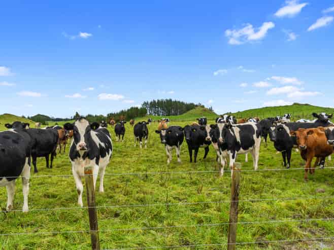 1161 State Highway 5, Hamurana