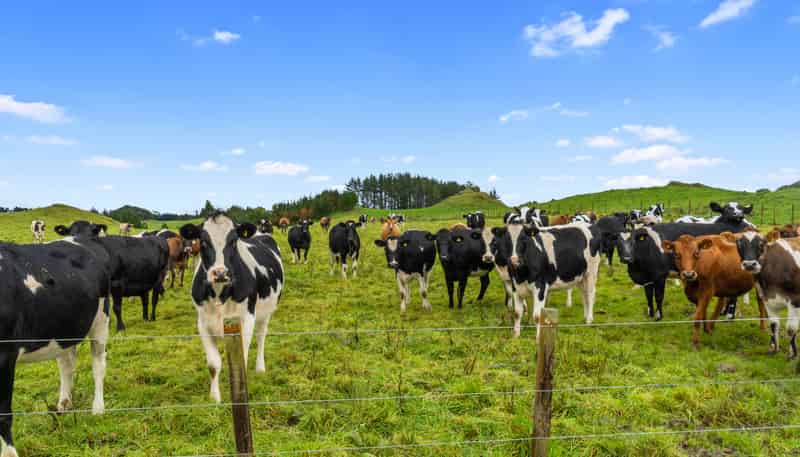 1161 State Highway 5, Hamurana