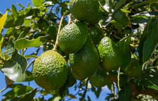 88 Stone Wall Rise, Maungatapere