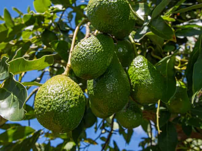 88 Stone Wall Rise, Maungatapere