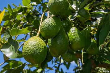 88 Stone Wall Rse, Maungatapere