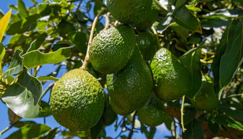 88 Stone Wall Rse, Maungatapere