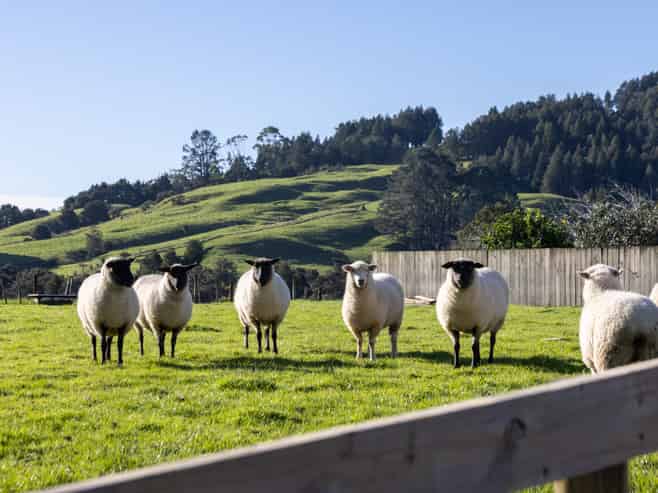 1331 Whangaripo Valley Road, Whangaripo