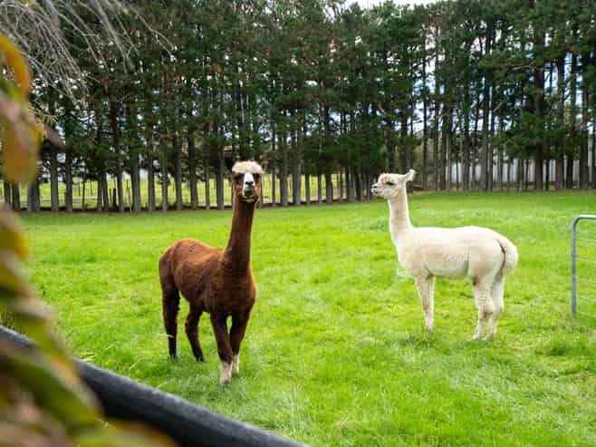 12A Chitty Road, Tauwhare