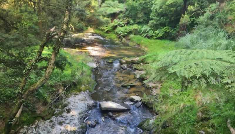 Lot 1, 675 Gorge Road, Maungaturoto
