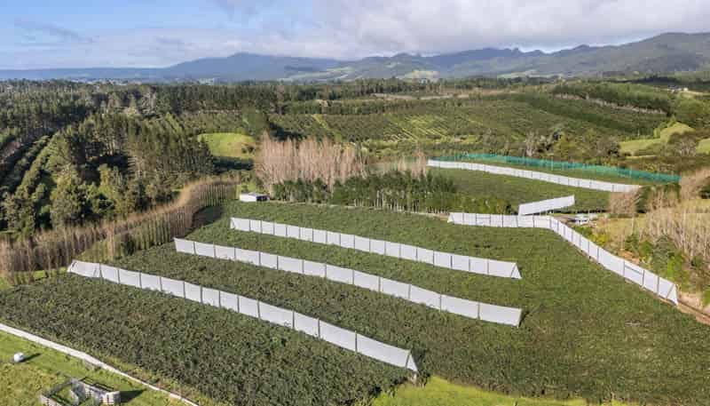 175 Busby Road, Katikati