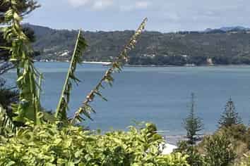5 Punga Place, Whitianga
