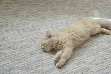 Flooring Business Generating Over $450K EBITPDA