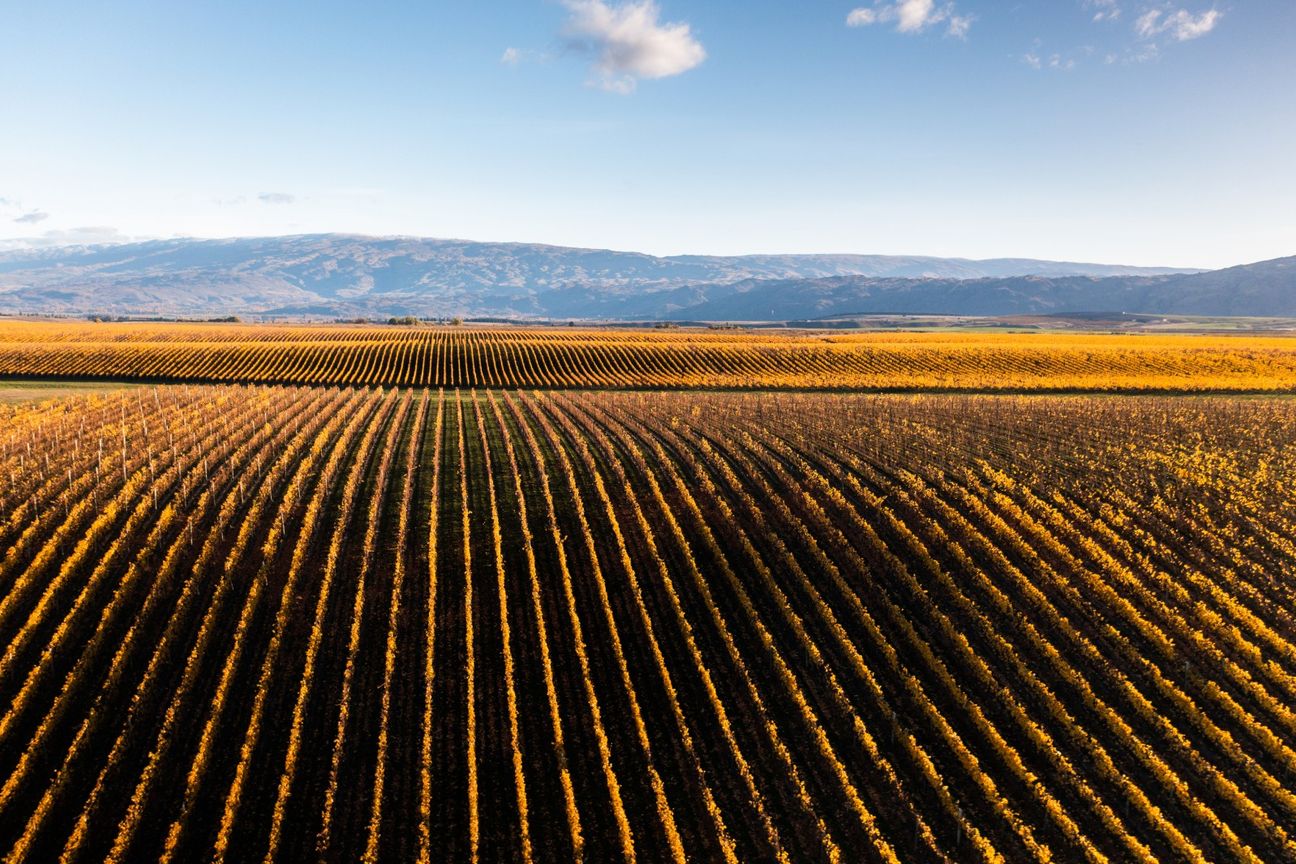 A Lifestyle Dream Among the Vines - Aanzicht 3