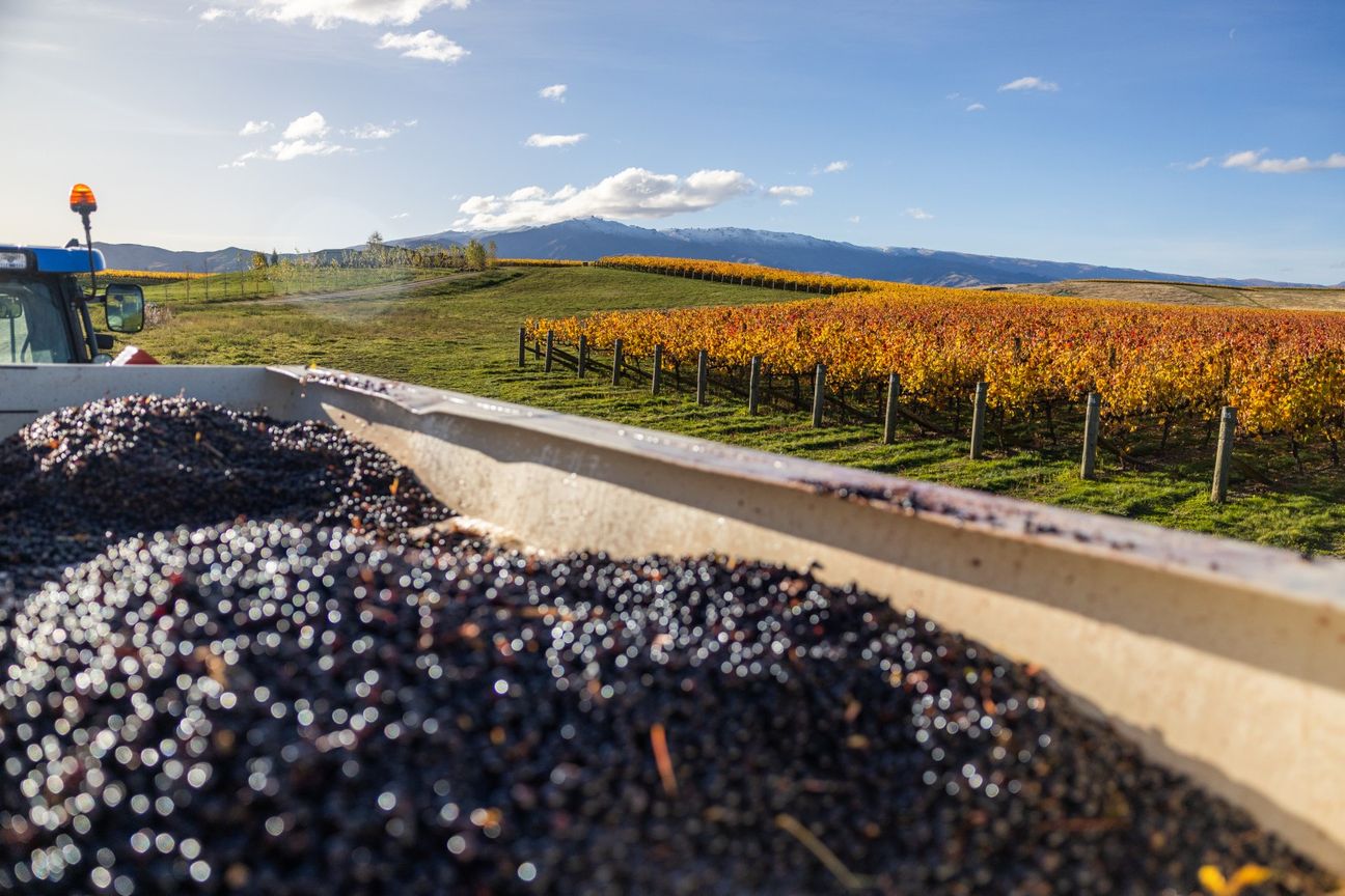 A Lifestyle Dream Among the Vines - Meer