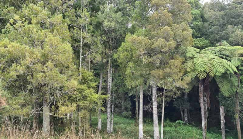  Dodd Road, Maungaturoto