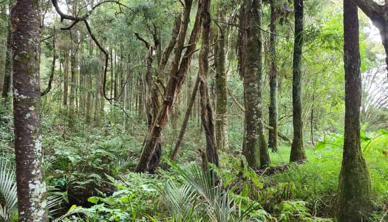  Dodd Road, Maungaturoto