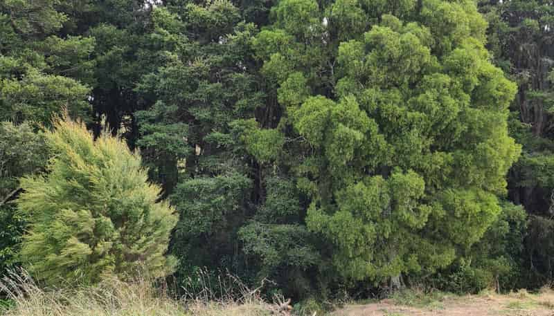  Dodd Road, Maungaturoto