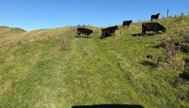196 Ngapaeruru Rd, Dannevirke
