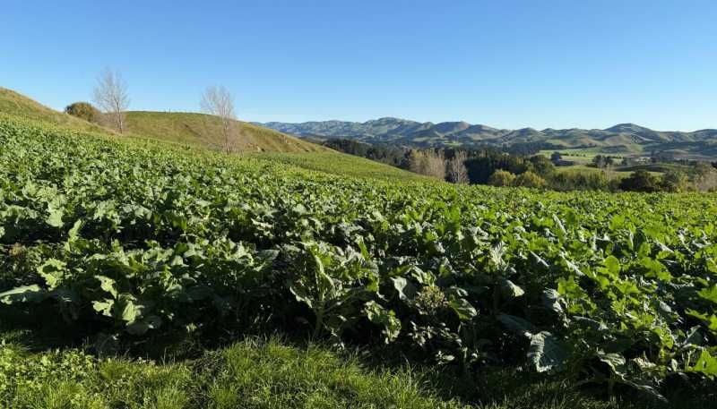 196 Ngapaeruru Rd, Dannevirke