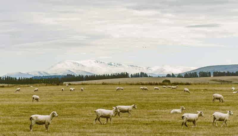 305 Bypass Road, Ranfurly