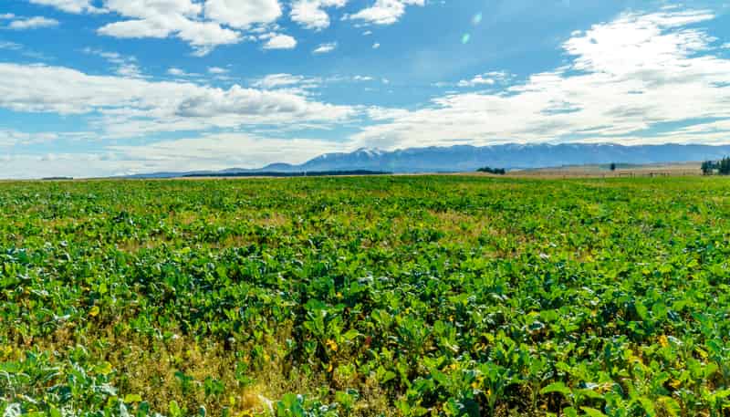 305 Bypass Road, Ranfurly