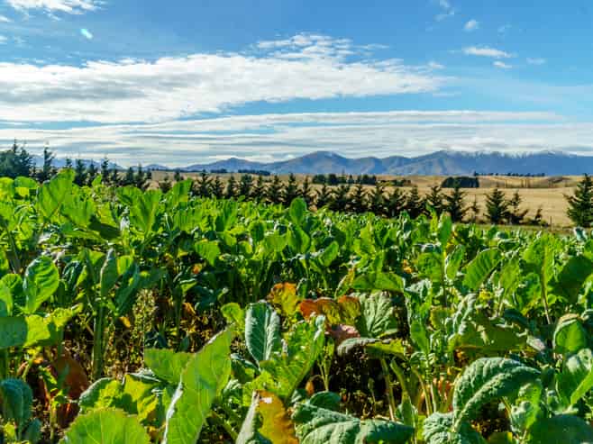 305 Bypass Road, Ranfurly