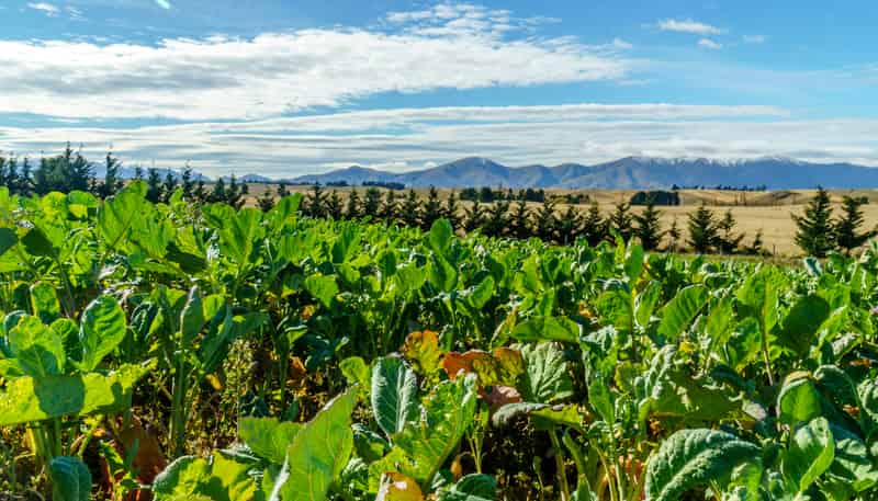 305 Bypass Road, Ranfurly