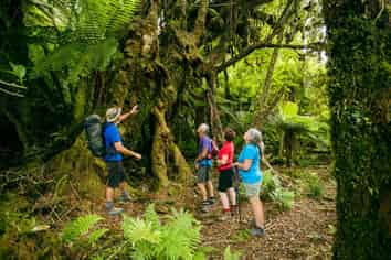 Glacier Valley Eco Tours