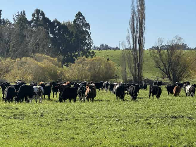 136 Coe Road, Lovells Flat