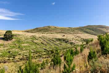  Sinclair Forest, Balclutha