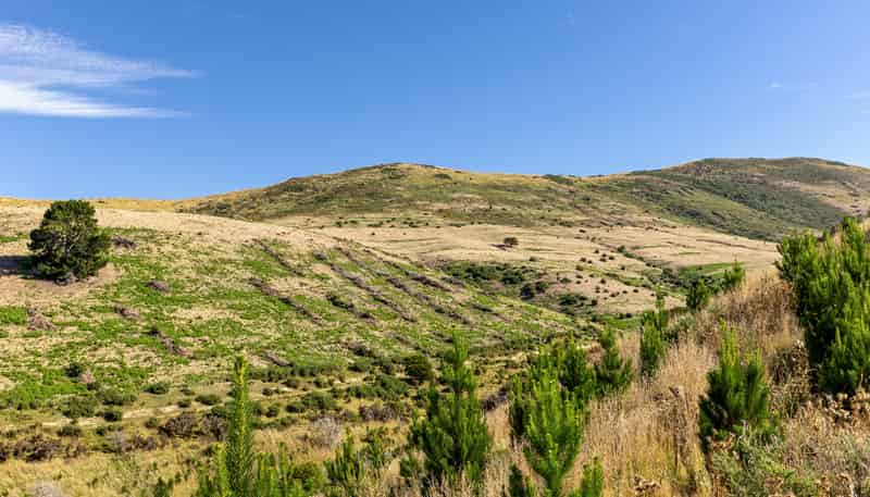  Sinclair Forest, Balclutha