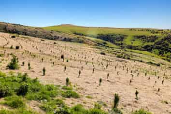 Sinclair Forest, Balclutha