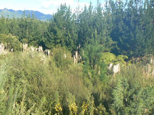 340 Duddy Road, Kaikohe