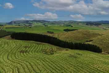  Perkins Forest, Mataura
