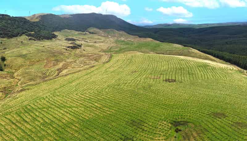  Perkins Forest, Mataura