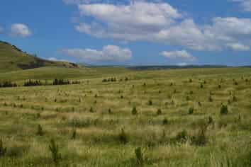 Perkins Forest, Mataura