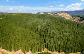  Mark Hill Forest and Beaumont Group, Lawrence