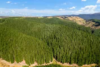  Mark Hill Forest and Beaumont Group, Lawrence