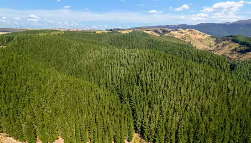  Mark Hill Forest and Beaumont Group, Lawrence