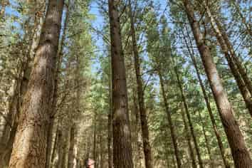  Mark Hill Forest and Beaumont Group, Lawrence