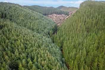  Mark Hill Forest and Beaumont Group, Lawrence
