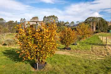 1830 Waikouaiti-Waitati Road, Waitati