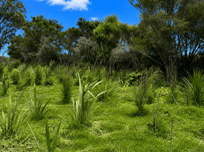1170 Kaiwaka-Mangawhai Road, Mangawhai