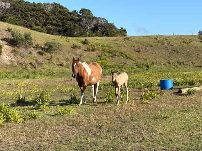 Lot 8 4815 State Highway 1, Houhora