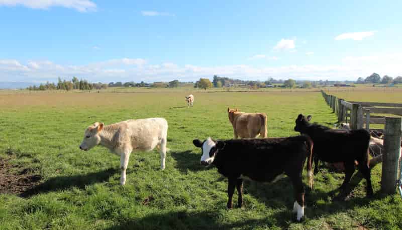 94 Farm Road, Waipukurau